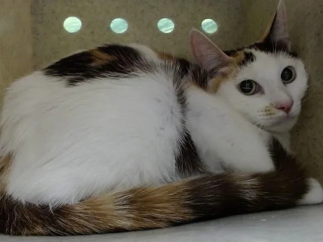 A young small-sized female Domestic Short Hair cat named A for adoption in Moreno Valley, CA