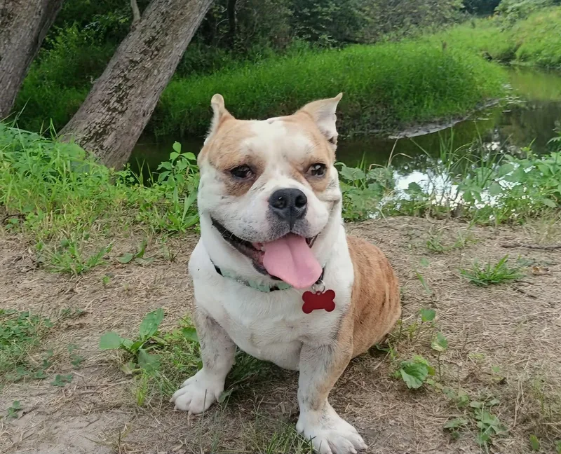 An adult medium-sized male English Bulldog dog named Meatball for adoption in Dysart, IA