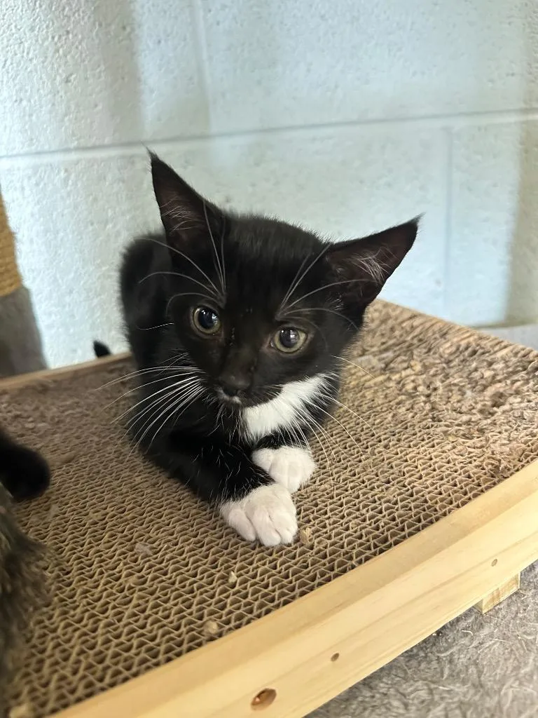 A baby medium-sized female Domestic Medium Hair cat named Smooches for adoption in Johnson City, TN