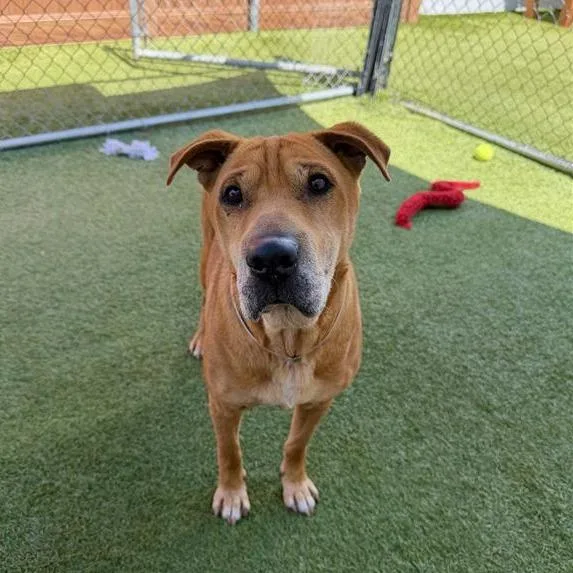 An adult medium-sized female Brown / Chocolate Shar-Pei dog named Thalia for adoption in Long Beach, CA