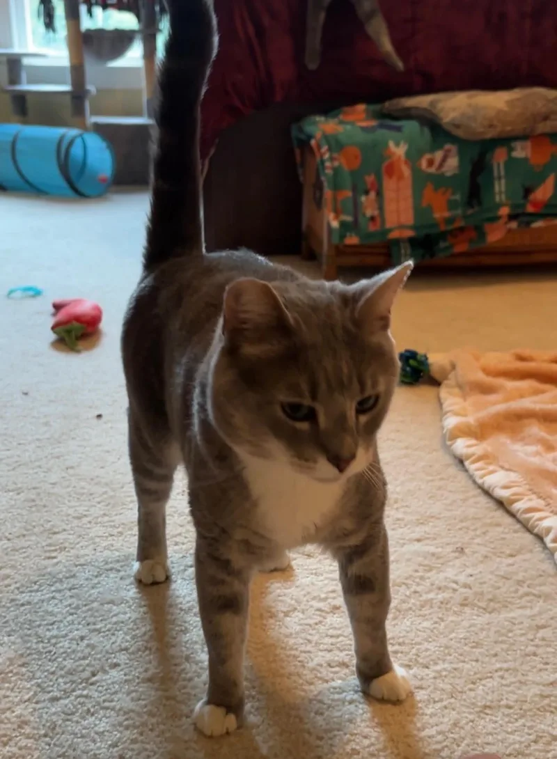 An adult large-sized male Domestic Short Hair cat named Gucci for adoption in Manassas, VA