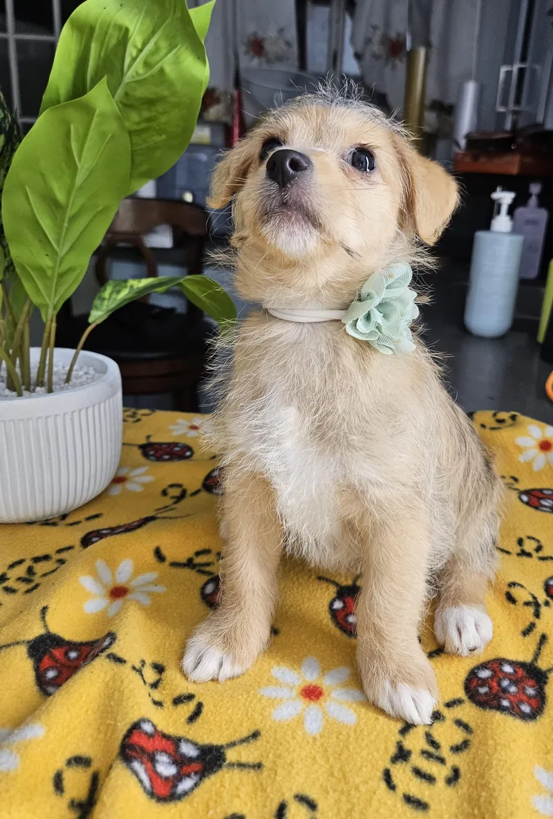 A baby small-sized female Apricot / Beige Terrier dog named Lady for adoption in Los Angeles, CA