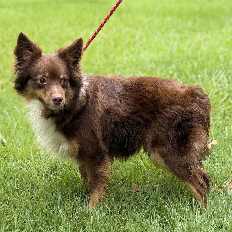 A young small-sized female Papillon dog named Kimmy Kibble for adoption in Locust Fork, AL