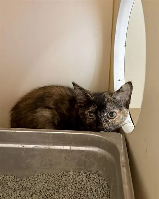 A baby medium-sized female Domestic Short Hair cat named All Spice for adoption in Brewster, MA