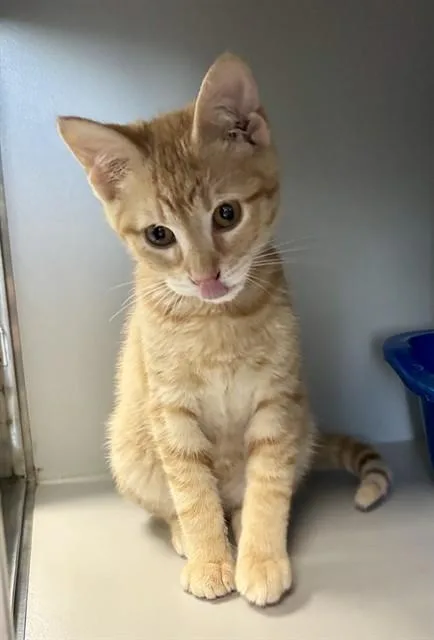 A baby small-sized male Domestic Medium Hair cat named Fanto for adoption in Kalamazoo, MI