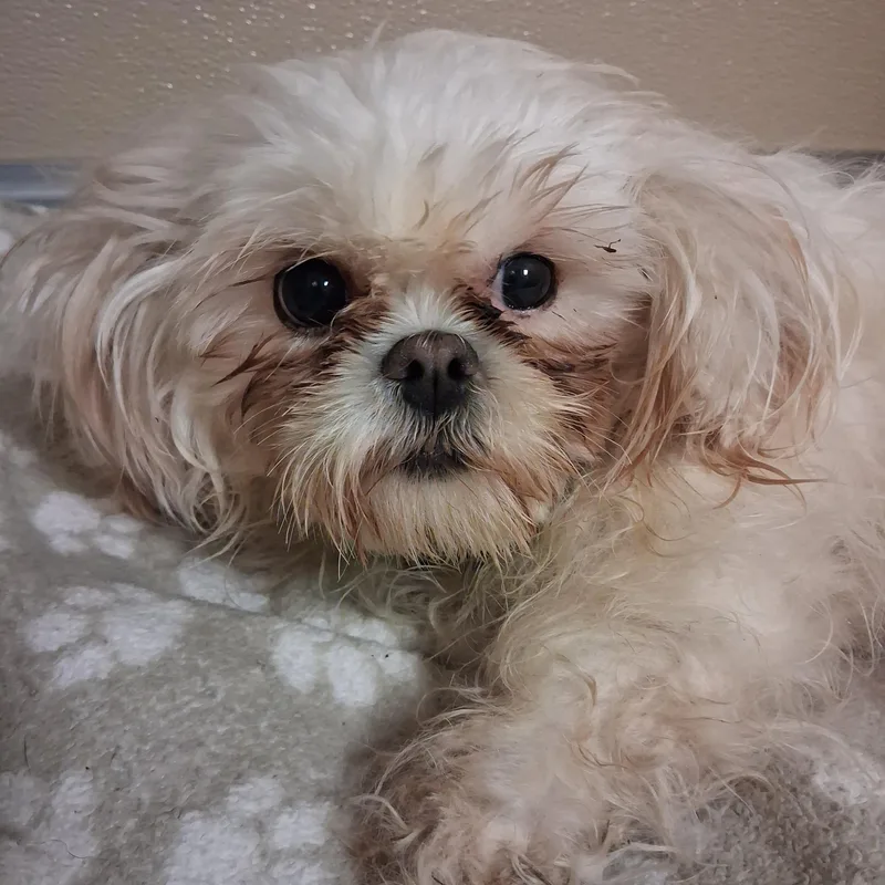 A senior small-sized female White / Cream Shih Tzu dog named Diamond for adoption in Dodgeville, WI