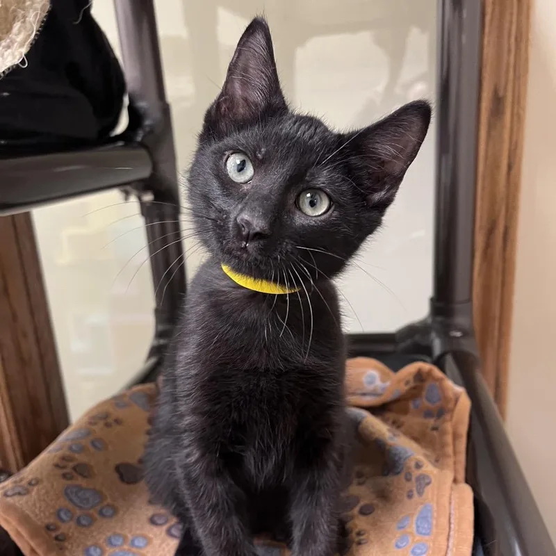 A baby small-sized male Black Domestic Short Hair cat named Josh for adoption in Arlington Heights, IL