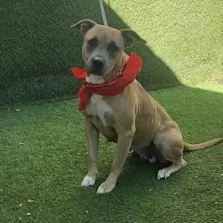 A young medium-sized female Apricot / Beige American Staffordshire Terrier dog named Charlene for adoption in Magnolia, TX