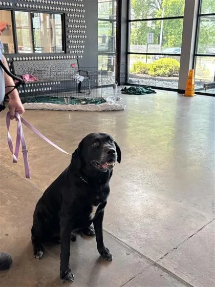 An adult extra large-sized male Mixed Breed dog named Mike Tyson for adoption in West Chester, PA