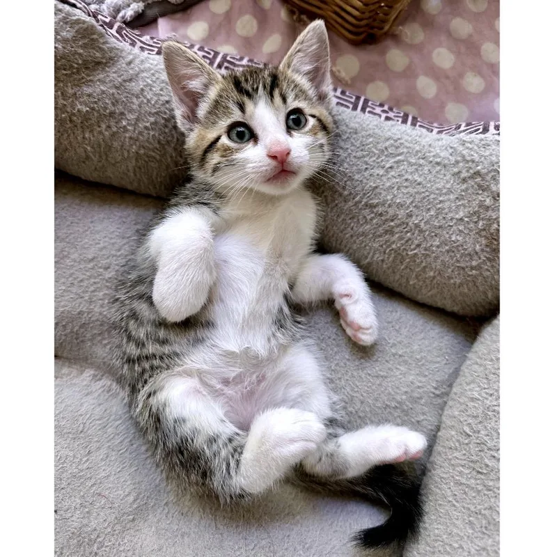 A baby small-sized male Brown / Chocolate Domestic Short Hair cat named Match Point for adoption in Austin, TX
