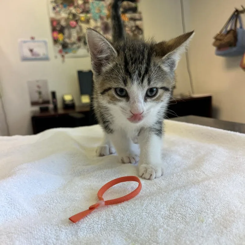 Match Point thumbnail 4