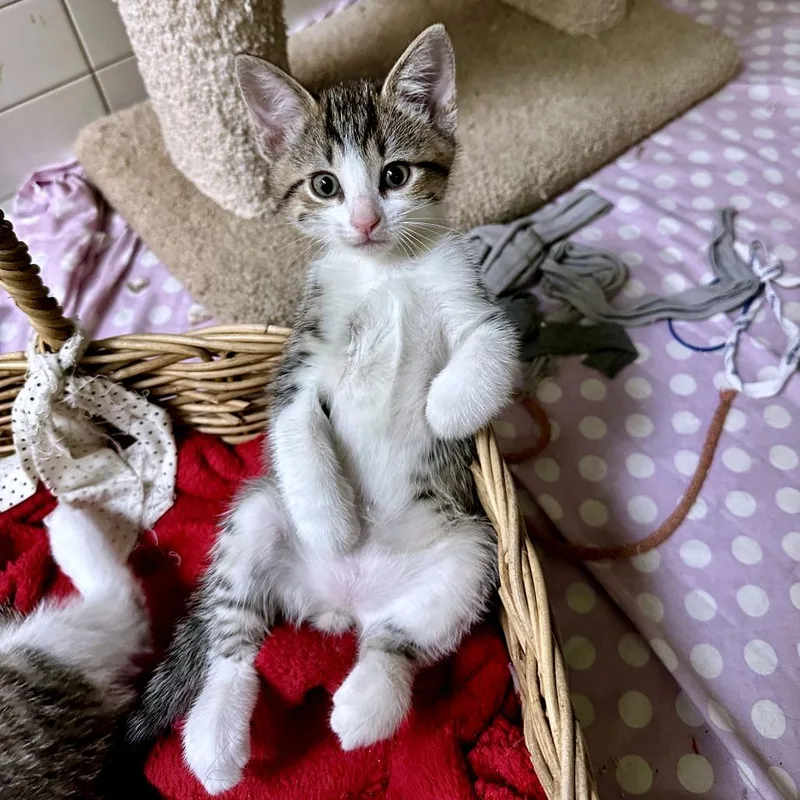 Match Point thumbnail 5