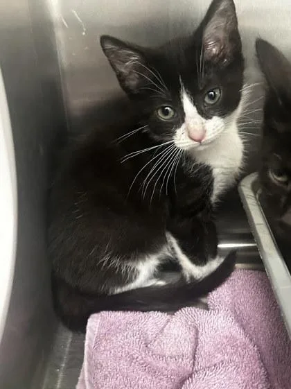 A baby small-sized male Domestic Short Hair cat named Toothless for adoption in Munster, IN