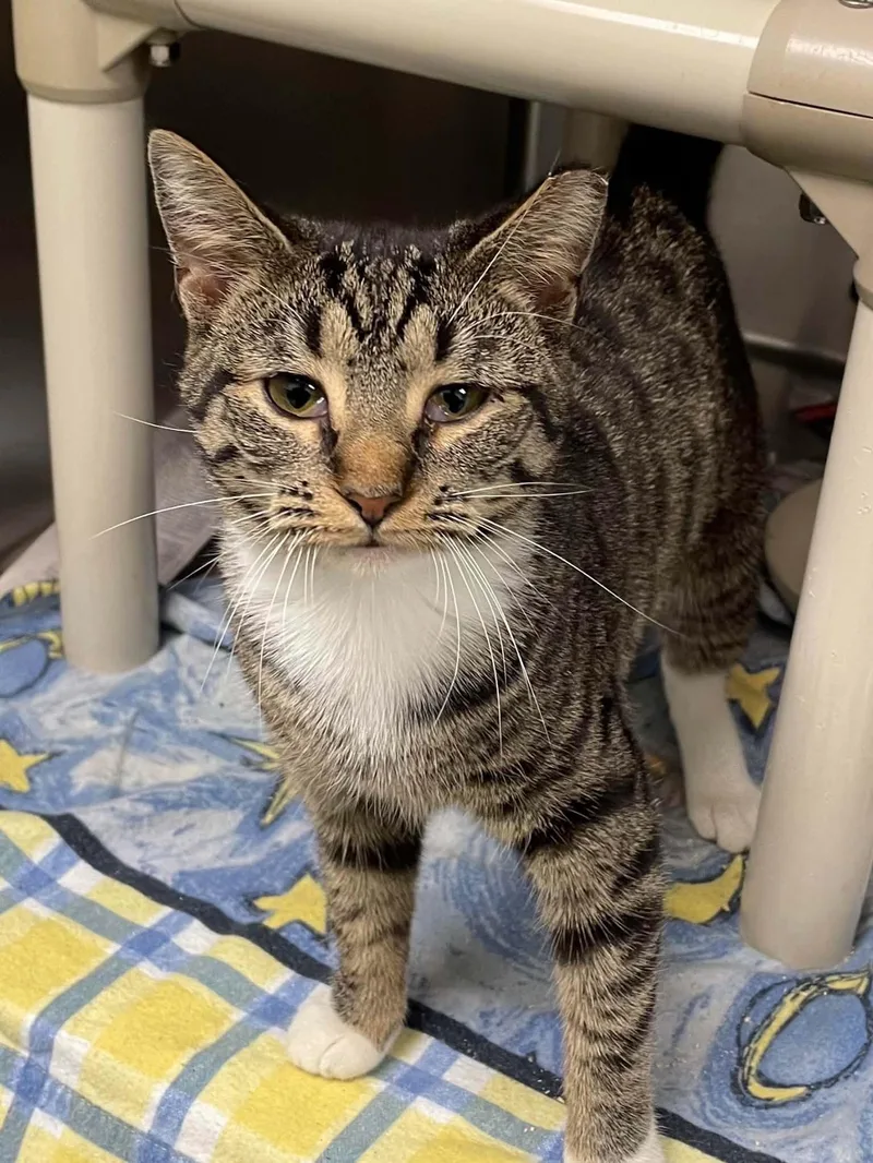 A young medium-sized female Domestic Short Hair cat named Tater Tot for adoption in Covington, VA