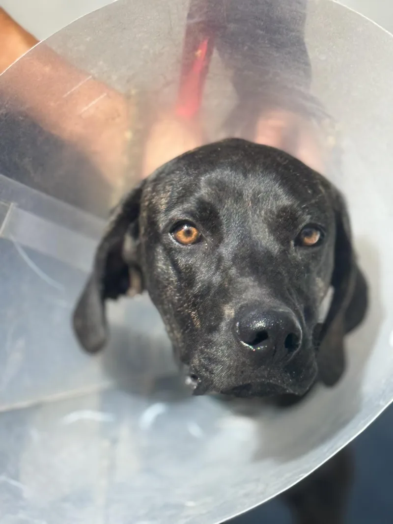An adult medium-sized male Brindle Plott Hound dog named Jethro for adoption in Sonora, CA