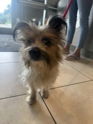 An adult small-sized male Yorkshire Terrier dog named Prince for adoption in Farmers Branch, TX