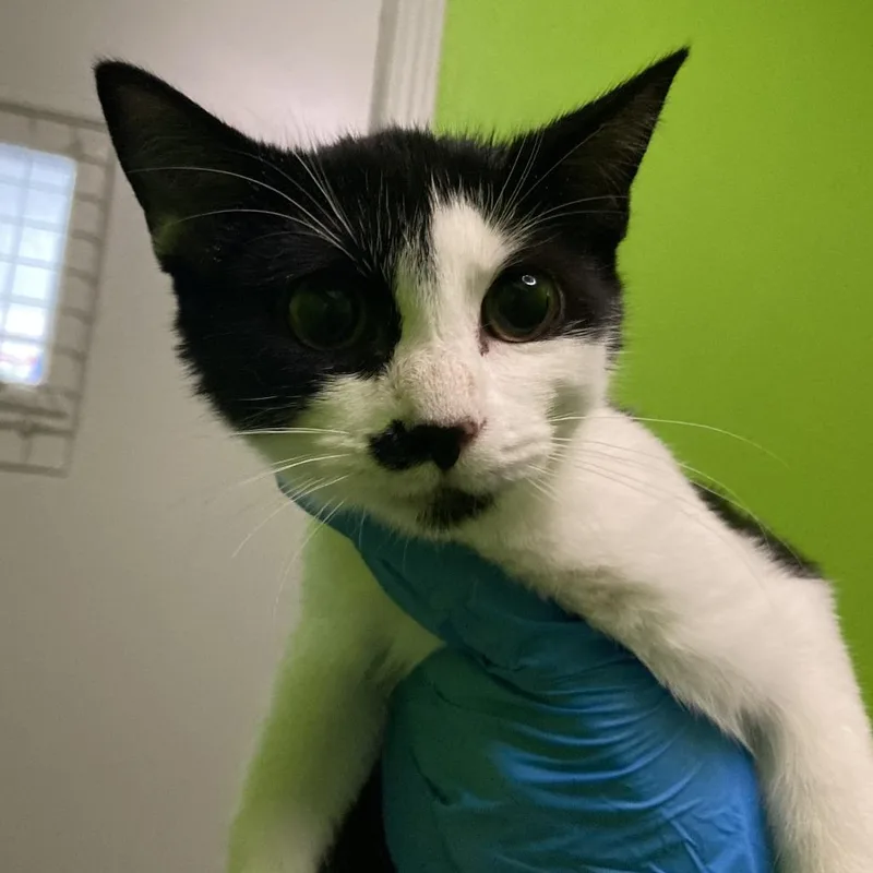 A baby small-sized female Domestic Short Hair cat named Maxine for adoption in Midland, TX