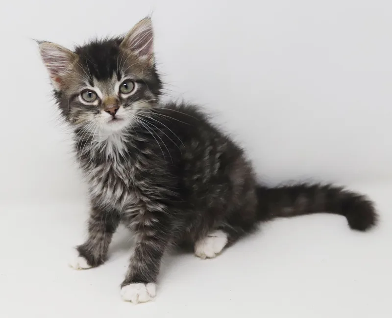 A baby small-sized male Tabby (Brown / Chocolate) Maine Coon cat named Whiskers is simply wonderful for adoption in Bedford Hills, NY