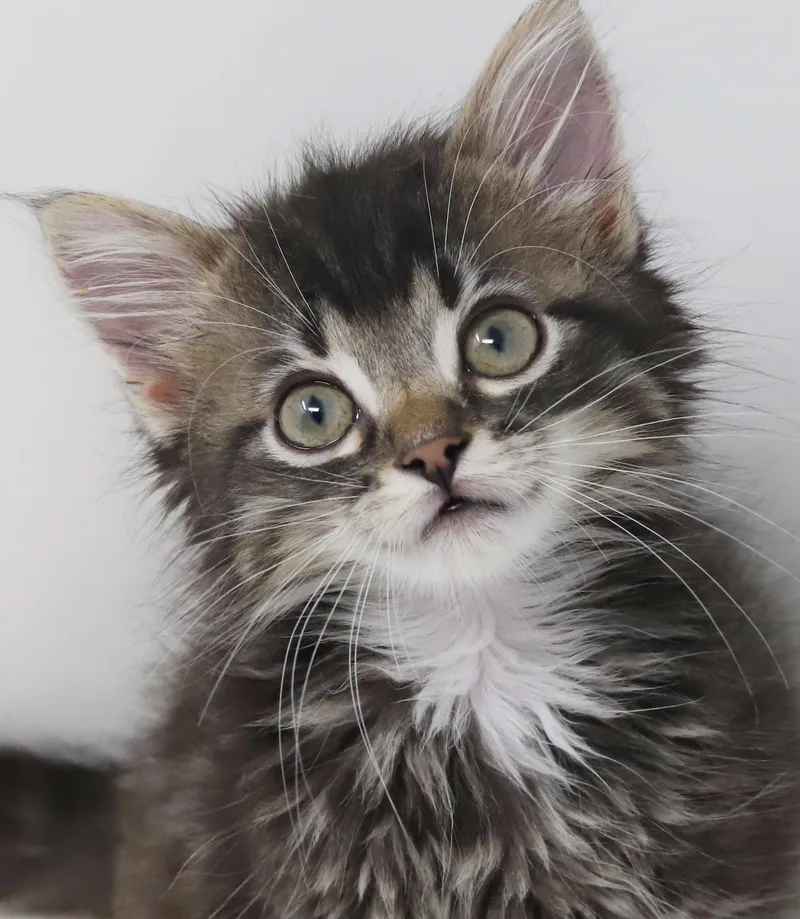 Whiskers is simply wonderful thumbnail 2