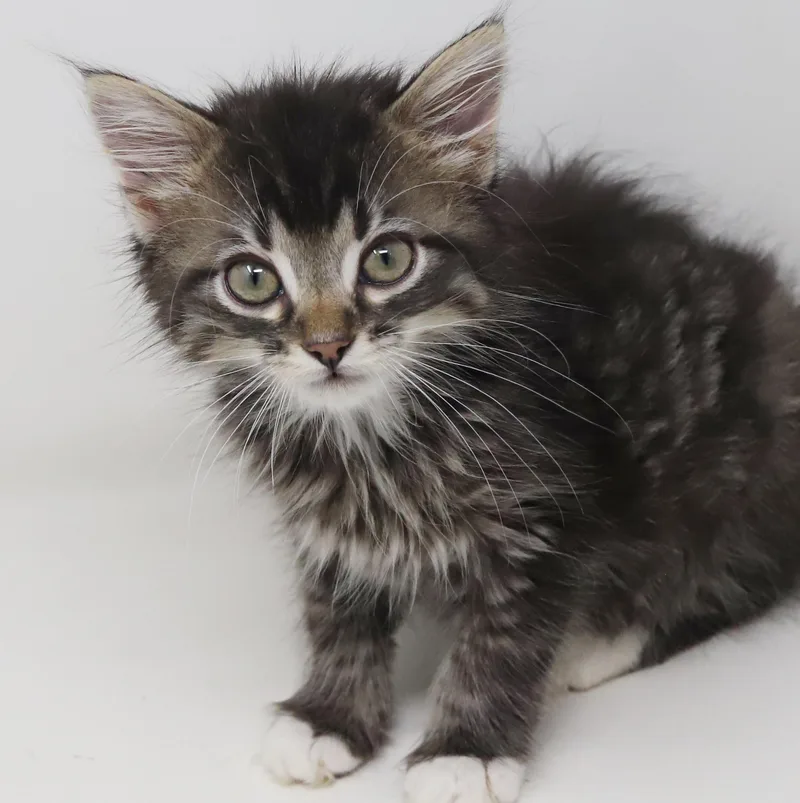 Whiskers is simply wonderful thumbnail 3
