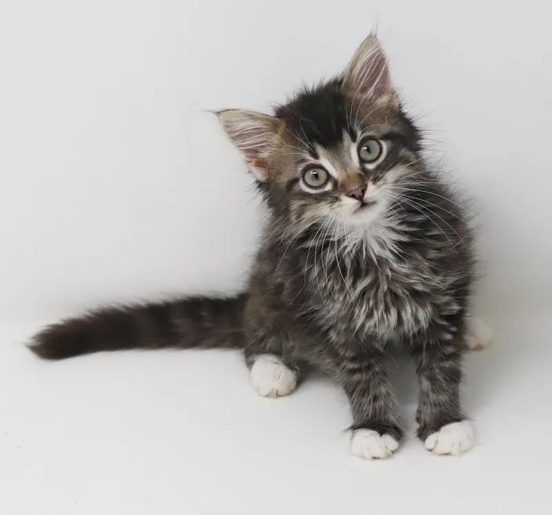 Whiskers is simply wonderful thumbnail 4