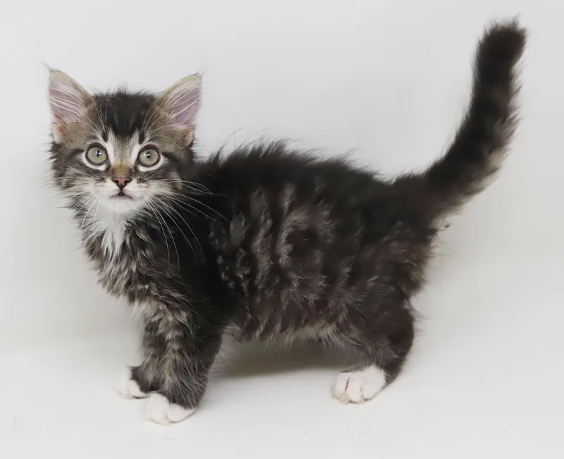 Whiskers is simply wonderful thumbnail 5