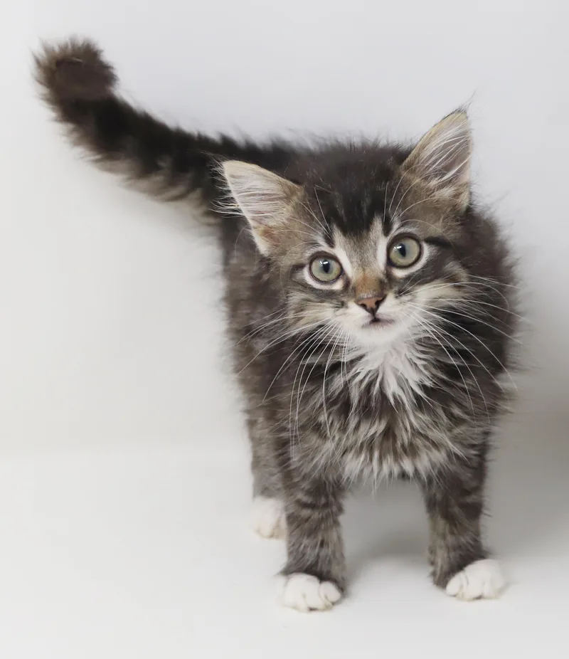 Whiskers is simply wonderful thumbnail 6