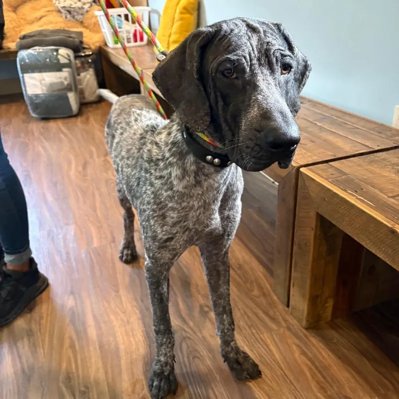 A young large-sized female Gray / Blue / Silver German Shorthaired Pointer dog named Lilly for adoption in LOXAHATCHEE, FL