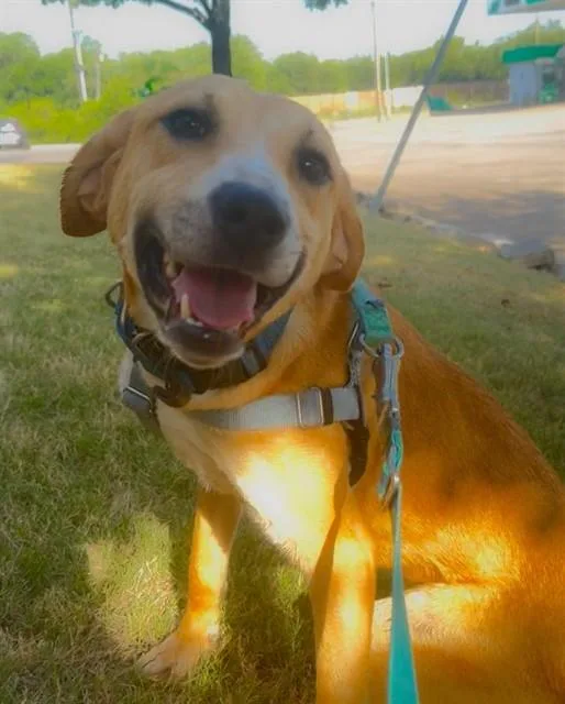 A young large-sized female Mixed Breed dog named Jessie for adoption in Dallas, TX