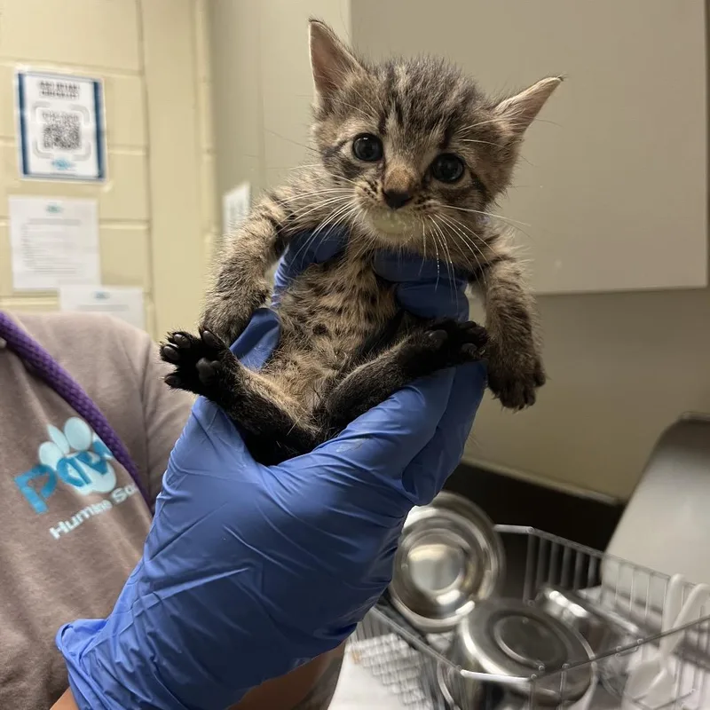 A baby small-sized female Gray / Blue / Silver Domestic Short Hair cat named Seashell for adoption in Columbus, GA