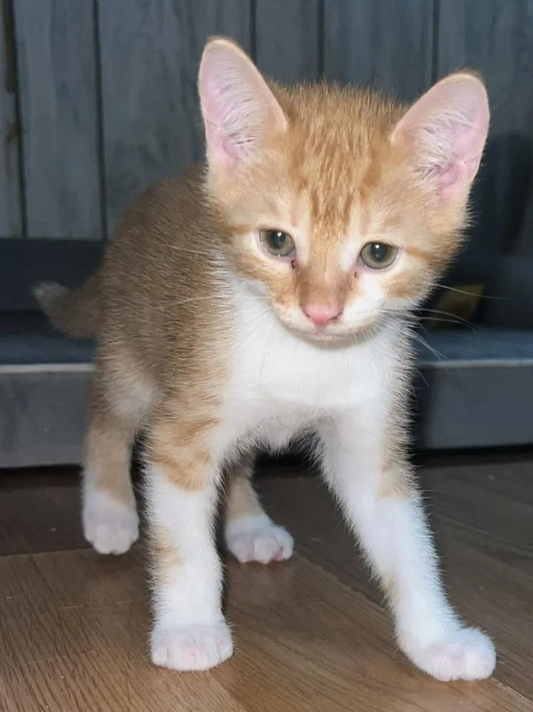 A baby small-sized male Orange & White Domestic Short Hair cat named Rusty for adoption in Ronkonkoma, NY