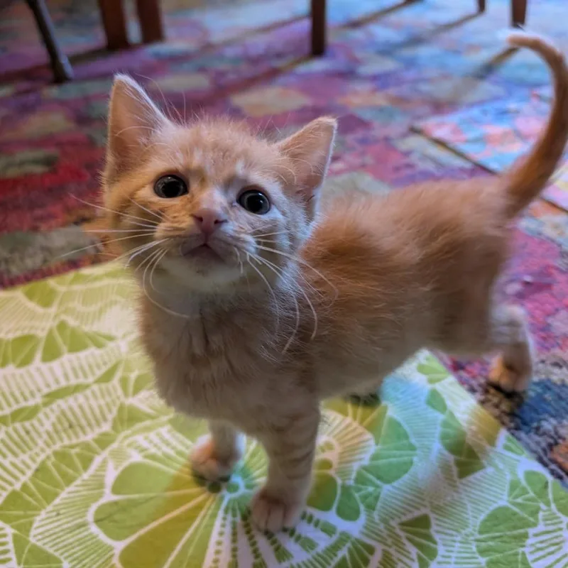 A baby small-sized male Orange / Red Domestic Short Hair cat named Tanager for adoption in Greenwood, MO