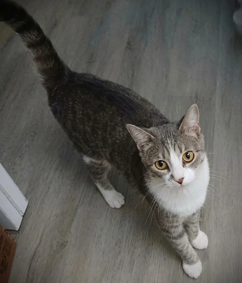 A young medium-sized female Tabby cat named Spanky for adoption in Fort Myers, FL