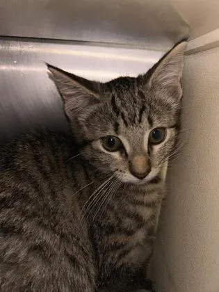 A baby medium-sized female Domestic Short Hair cat named Noel for adoption in Picayune, MS