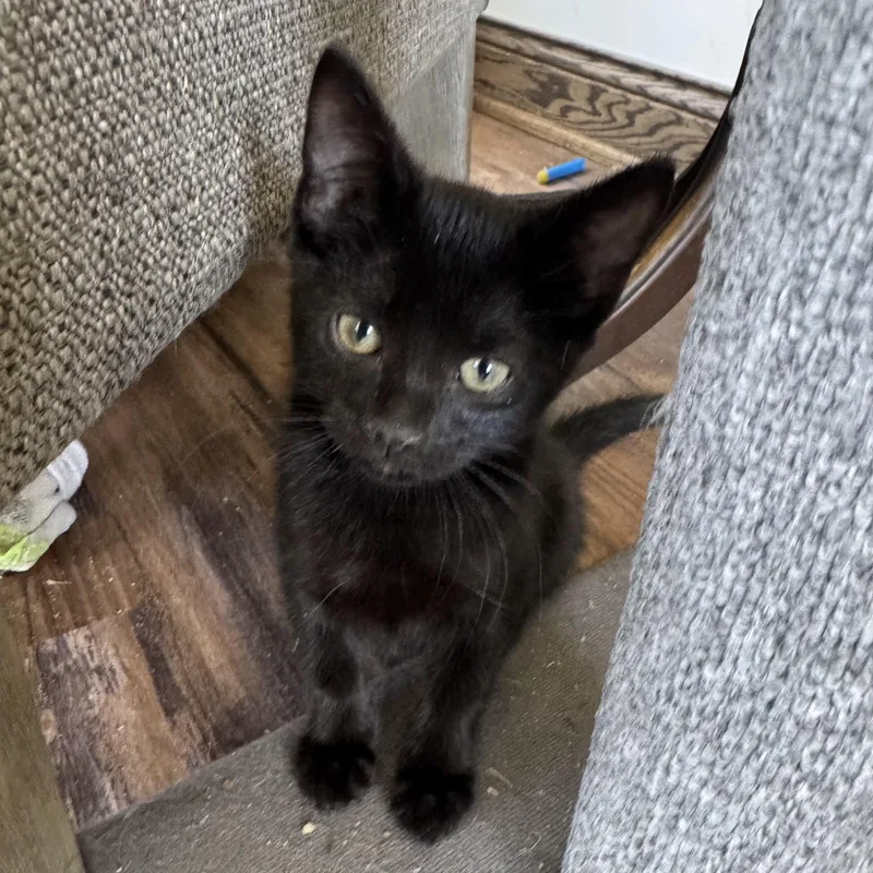 Miso