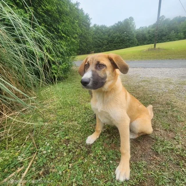 A baby large-sized male Yellow / Tan / Blond / Fawn German Shepherd Dog dog named Ryker for adoption in Manhasset, NY
