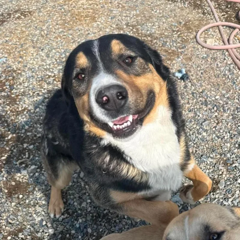 An adult medium-sized male Australian Shepherd dog named Moose for adoption in Carlin, NV