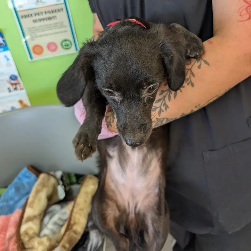 A young small-sized female Black Mixed Breed dog named Brenda for adoption in Emporia, KS