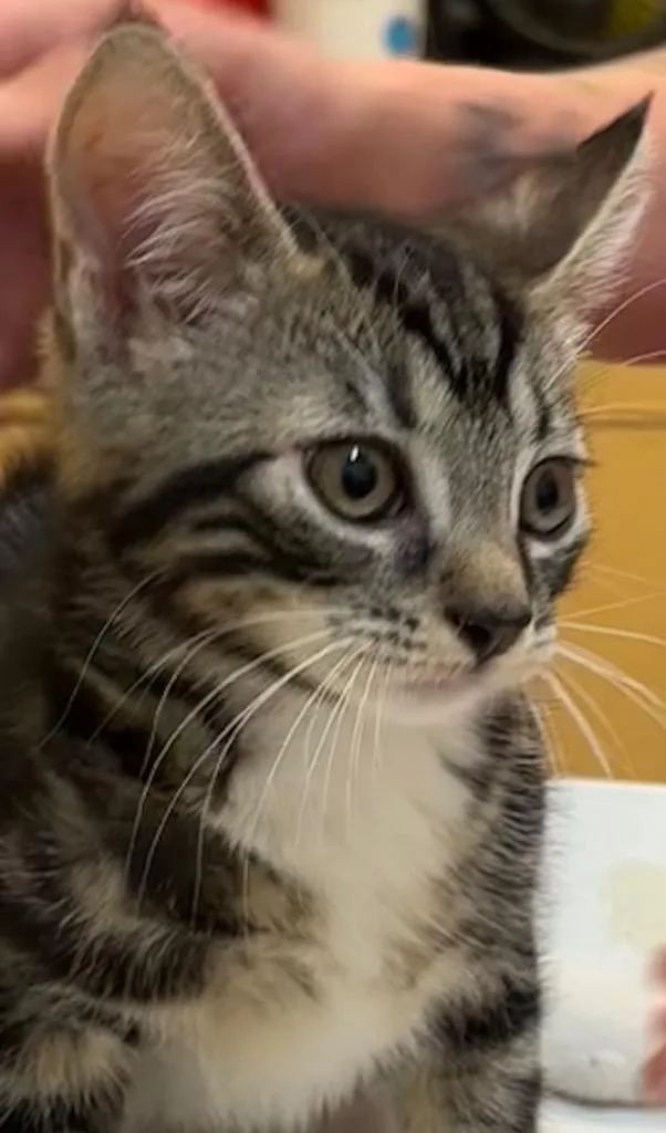 A baby small-sized male Domestic Short Hair cat named Scar for adoption in Elizabethton, TN