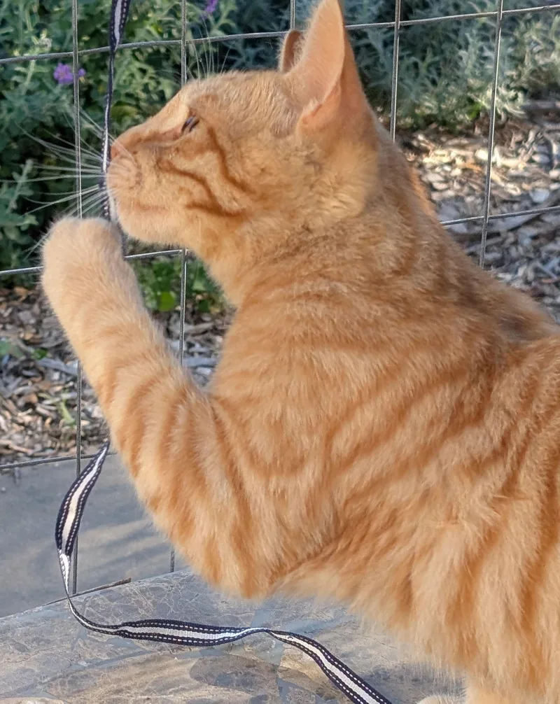 Max