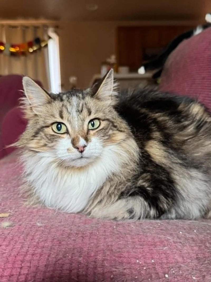 An adult large-sized male Domestic Long Hair cat named Winston for adoption in Fort Collins, CO