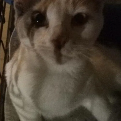 A baby small-sized female Calico Domestic Short Hair cat named Lily for adoption in Tampa, FL