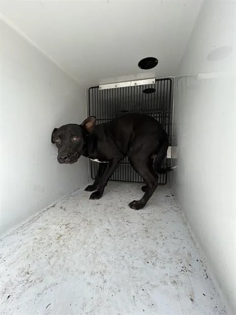 A young medium-sized male Labrador Retriever dog named A for adoption in Houston, TX