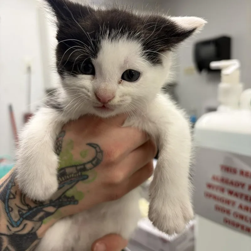A baby small-sized male Black Domestic Short Hair cat named Orzhov for adoption in Newark, NJ