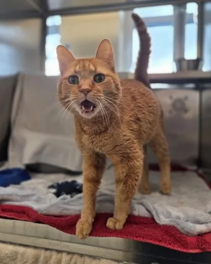 A senior large-sized male Domestic Short Hair cat named Heath for adoption in Westland, MI