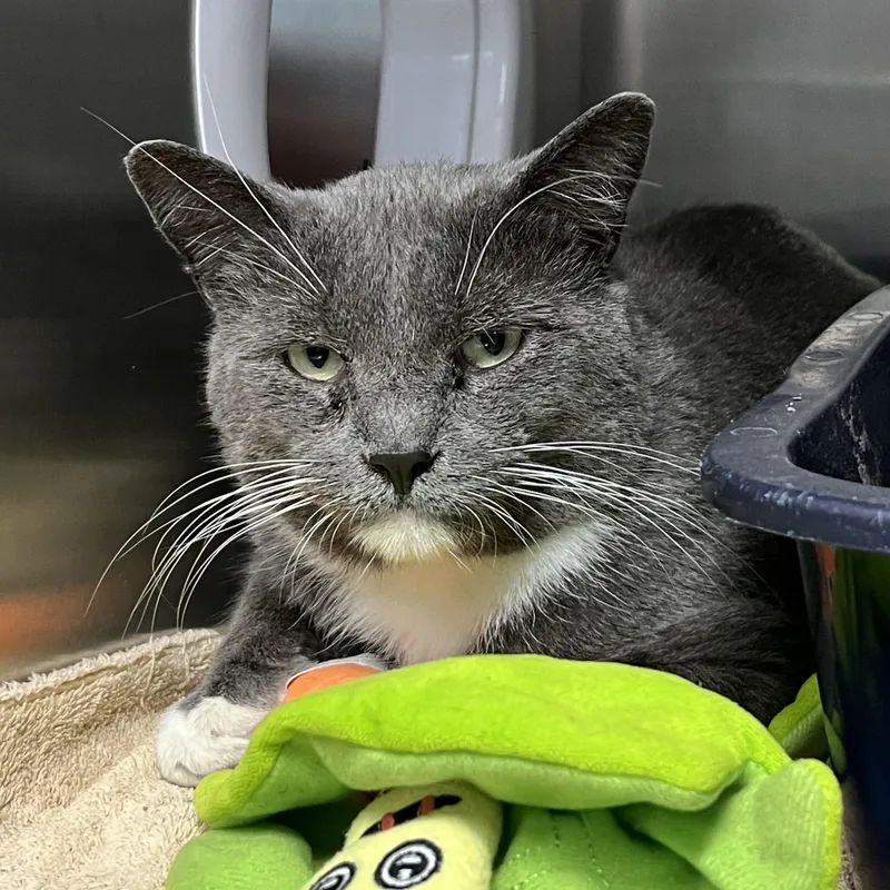 An adult large-sized male Gray & White Domestic Short Hair cat named Echo for adoption in Mount Pleasant, MI