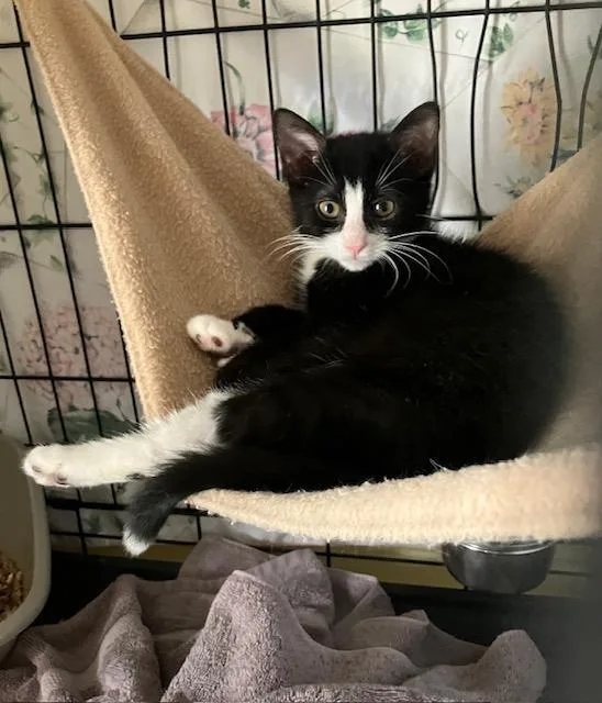 A baby small-sized female Black & White / Tuxedo Domestic Short Hair cat named Tippy for adoption in Chambersburg, PA