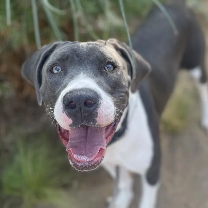 A young medium-sized female Gray / Blue / Silver Hound dog named Presley for adoption in Riverside, CA