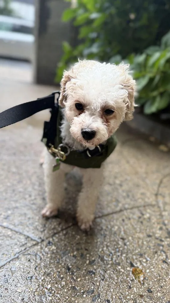 A young small-sized male Maltese dog named Apollo for adoption in Long Island City, NY