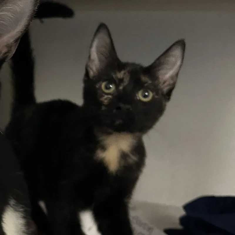 A baby small-sized female Black Domestic Short Hair cat named Barbie for adoption in Dover, NH